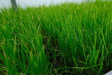 Vibrant green rice seedlings growing densely in a wet paddy field, showcasing early stages of rice cultivation under natural light.
