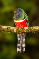 Male Masked Trogon in Ecuador Cloud Forest