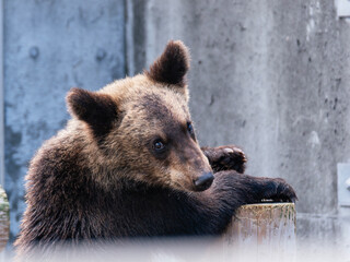 Hokkaido brown bear cub
