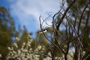 bird9