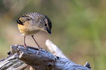 Spotted Pardalote (Pardalotus Punctatus)