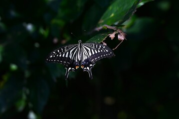 A female Asian swallowtail. Arthropoda Insecta Lepidoptera Papilionidae Butterfly. The female is characterized by red spots on the hind wings.