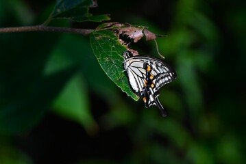 A female Asian swallowtail. Arthropoda Insecta Lepidoptera Papilionidae Butterfly. The female is characterized by red spots on the hind wings.