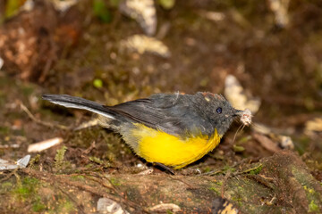 Slate-throated Redstart with Prey