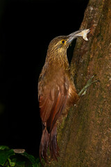 Strong-billed Woodcreeper with moth
