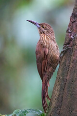 Strong-billed Woodcreeper on tree trunk