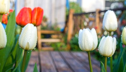 Spring Tulips on Wooden Deck