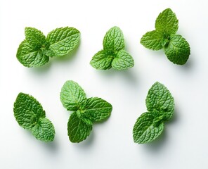 Fresh green mint leaves arranged on a white background with vibrant texture and natural freshness