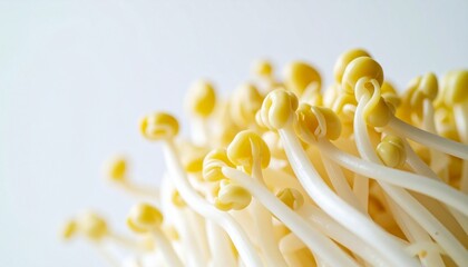 Macro Shot of Fresh Korean Bean Sprouts Highlighting Crisp Texture and Detailed Vegetable Closeup for Healthy Food and Nutrition Concepts