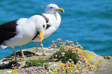 Naklejka premium Pair of seagulls standing on a rocky coastal cliff surrounded by colorful wildflowers, overlooking the bright blue Atlantic Ocean, symbolizing coastal wildlife, summer nature, and scenic travel