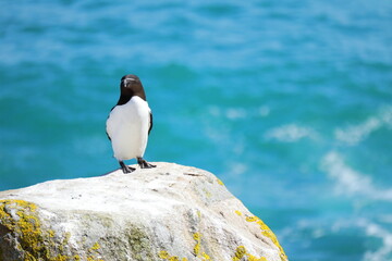 Obraz premium Razorbill seabird perched on rocky coastal cliff with turquoise ocean background, wildlife and nature photography from Saltee Island, Ireland.
