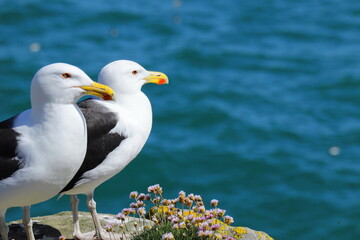 Two great black-backed gulls perched on rocky coastal cliff with pink wildflowers, ocean background, wildlife and nature photography from Saltee Island, Ireland.