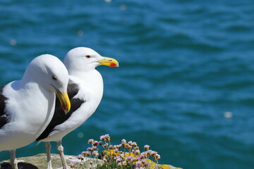 Two great black-backed gulls perched on rocky coastal cliff with pink wildflowers, ocean background, wildlife and nature photography from Saltee Island, Ireland.