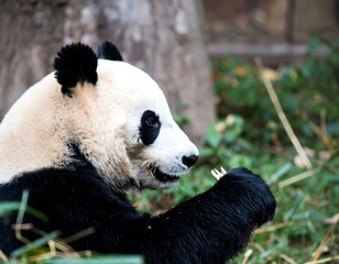 Obraz premium Panda eating bamboo