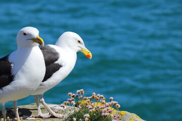 Two great black-backed gulls perched on rocky coastal cliff with pink wildflowers, ocean background, wildlife and nature photography from Saltee Island, Ireland.