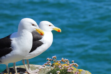 Two great black-backed gulls perched on rocky coastal cliff with pink wildflowers, ocean background, wildlife and nature photography from Saltee Island, Ireland.