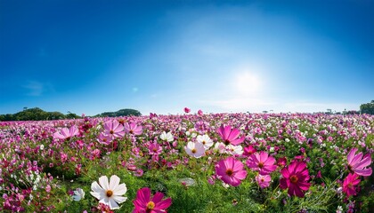 Vast Field of Blooming Pink and White Cosmos Flowers Under a Clear Blue Sky