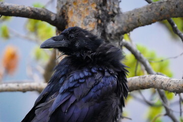 Raven