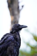 Raven