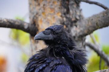 Raven