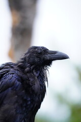 Raven