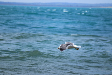 Naklejka premium Seagull flying low over ocean waves on a bright summer day, freedom and wildlife in coastal nature scene, perfect for travel posters, tourism marketing, and eco-friendly campaigns