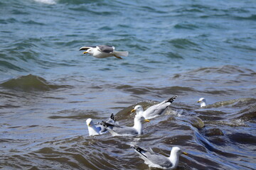 Flock of seagulls floating and flying in coastal waters at Saltee Island, Ireland, capturing natural bird behavior, marine wildlife, and outdoor photography themes