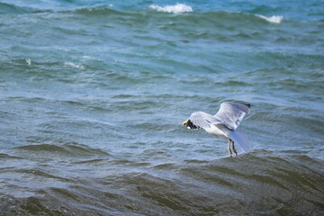 Seagull Flying Above Ocean Waves