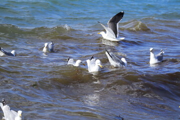 Flock of seagulls floating and flying in coastal waters at Saltee Island, Ireland, capturing natural bird behavior, marine wildlife, and outdoor photography themes