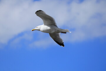 Seagull soaring gracefully in blue sky with scattered clouds, close-up bird in flight, nature and wildlife photography for travel, freedom, and inspiration themes