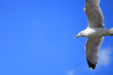 Seagull soaring gracefully in blue sky with scattered clouds, close-up bird in flight, nature and wildlife photography for travel, freedom, and inspiration themes