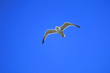 Obraz premium Graceful Seagull in Flight Over Blue Sky – Wildlife Bird Photography, Freedom Concept, Nature Travel Inspiration, Peaceful Summer Vibes, Ocean Coast, Adventure Background