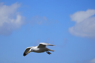 Graceful Seagull in Flight Over Blue Sky – Wildlife Bird Photography, Freedom Concept, Nature Travel Inspiration, Peaceful Summer Vibes, Ocean Coast, Adventure Background