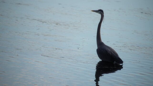Great blue heron standing in the water at dusk