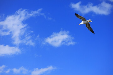 Graceful Seagull in Flight Over Blue Sky – Wildlife Bird Photography, Freedom Concept, Nature Travel Inspiration, Peaceful Summer Vibes, Ocean Coast, Adventure Background