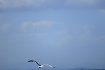 Graceful Seagull in Flight Over Blue Sky &ndash; Wildlife Bird Photography, Freedom Concept, Nature Travel Inspiration, Peaceful Summer Vibes, Ocean Coast, Adventure Background