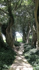 Tranquil pathway through a lush, tree-lined canopy, sunlight filtering through the leaves. Steps lead to a distant field