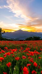 Sunrise over Poppy Field