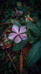 Delicate five-petaled light purple flower with a yellow center, surrounded by dark green leaves and blurry background foliage in a natural setting