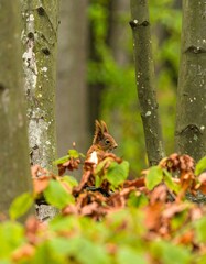 Squirrel in Forest, Autumn Leaves