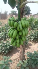 Unripe green bananas hang from a tree, surrounded by leafy vegetation under a bright sky. It shows a simple farming scene, possibly a home garden