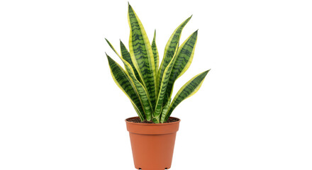 Fototapeta premium Close up of a potted snake plant.
