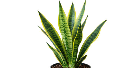Obraz premium Close up of a potted snake plant 1.