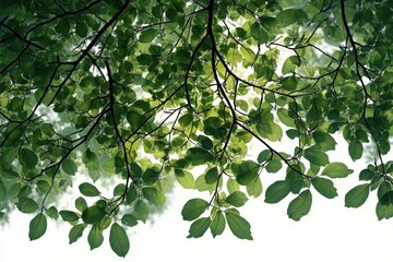Obraz premium Close-up view of green leaves and slender branches against bright sky background creating a calming natural canopy