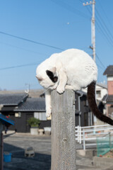 Obraz premium 木の棒に登って遊ぶ野良猫 