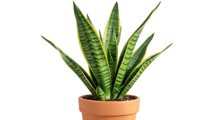 Fototapeta premium Closeup of a Potted Snake Plant 3.