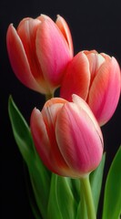 A close-up showcases three vibrant tulips with pink and peach petals, accented by a dark background, emphasizing their delicate form and soft colors