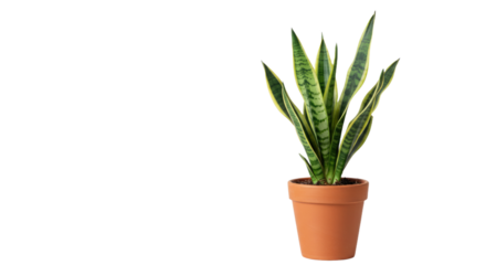 Closeup of a Potted Snake Plant 6.