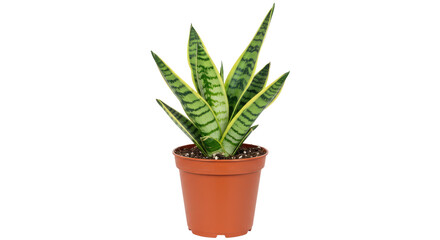 Obraz premium Closeup of a potted snake plant with yellow stripes.