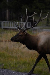 Elk
